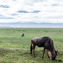 TZA ARU Ngorongoro 2016DEC26 Crater 054 : 2016, 2016 - African Adventures, Africa, Arusha, Crater, Date, December, Eastern, Month, Ngorongoro, Places, Tanzania, Trips, Year